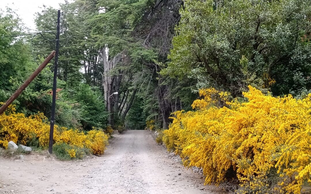 Lote en Venta en Villa Traful