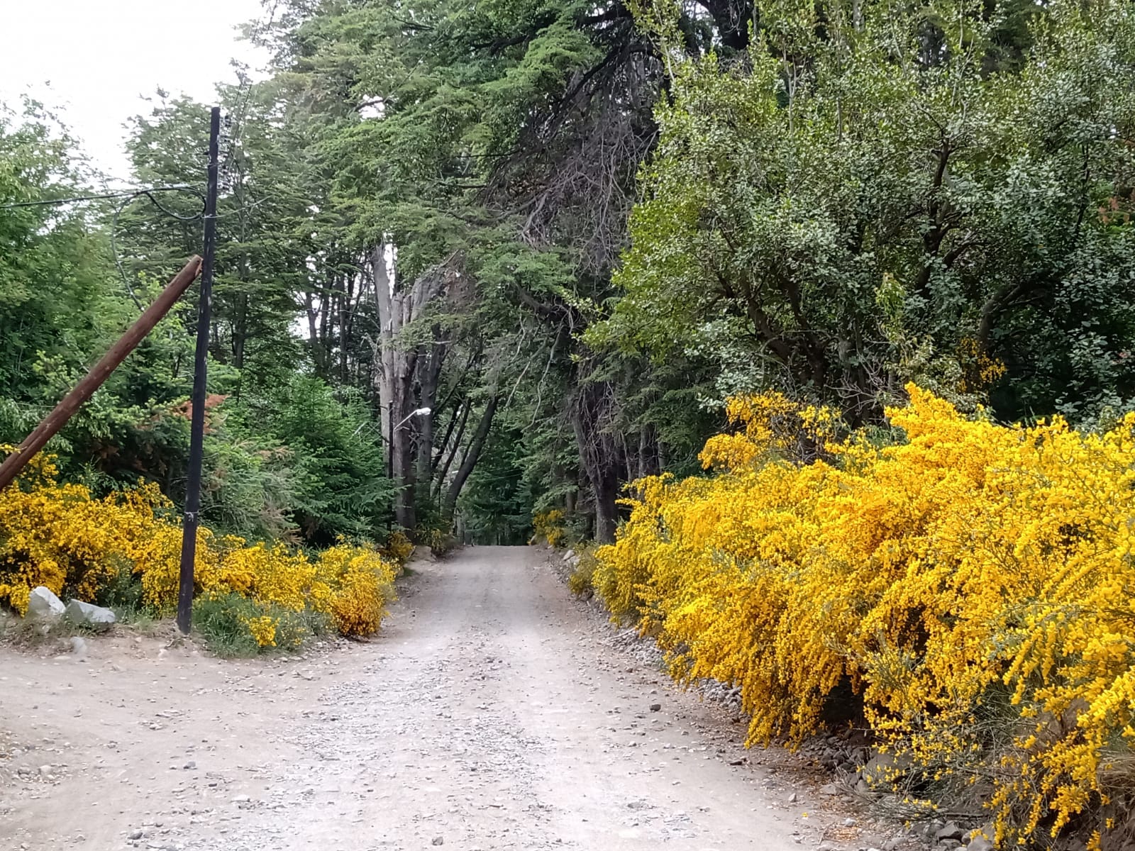 lote-huethuet lote-huechulaufquen